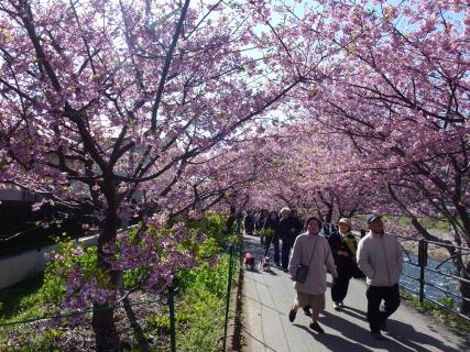 河津桜まつり2025-1