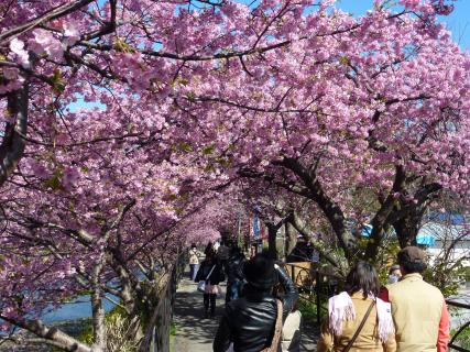 河津桜まつり2025-2