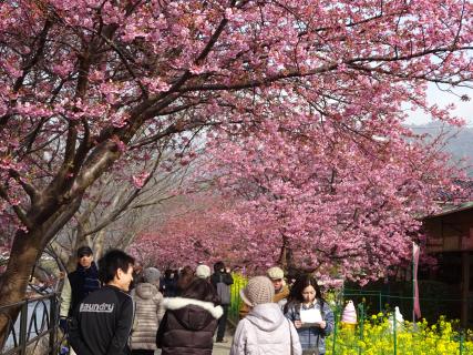 河津桜まつり2025-3