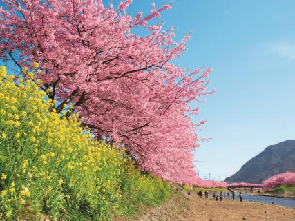 河津桜まつり2025-4