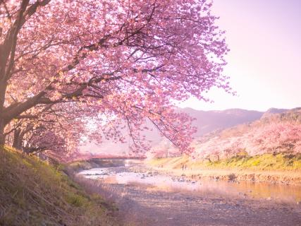 河津桜まつり2025-5