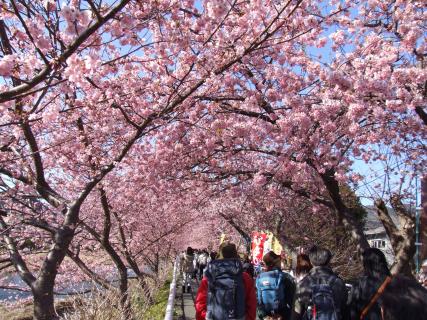 河津桜まつり2025-6