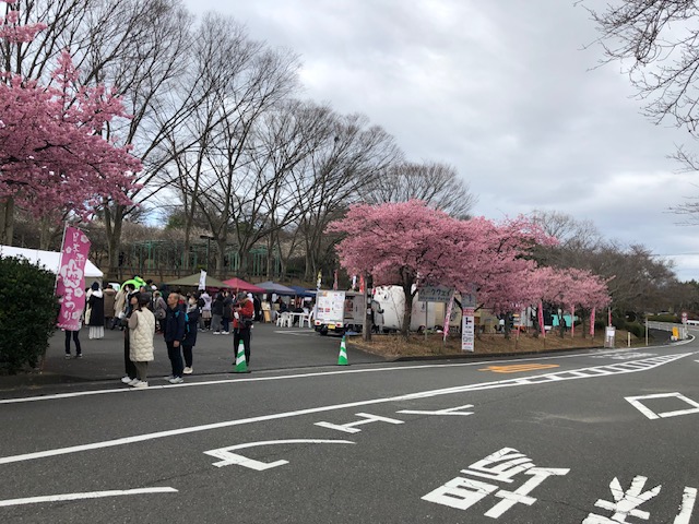 日本平梅まつり3