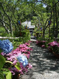 極楽寺 あじさい寺 ハローナビしずおか 静岡県観光情報