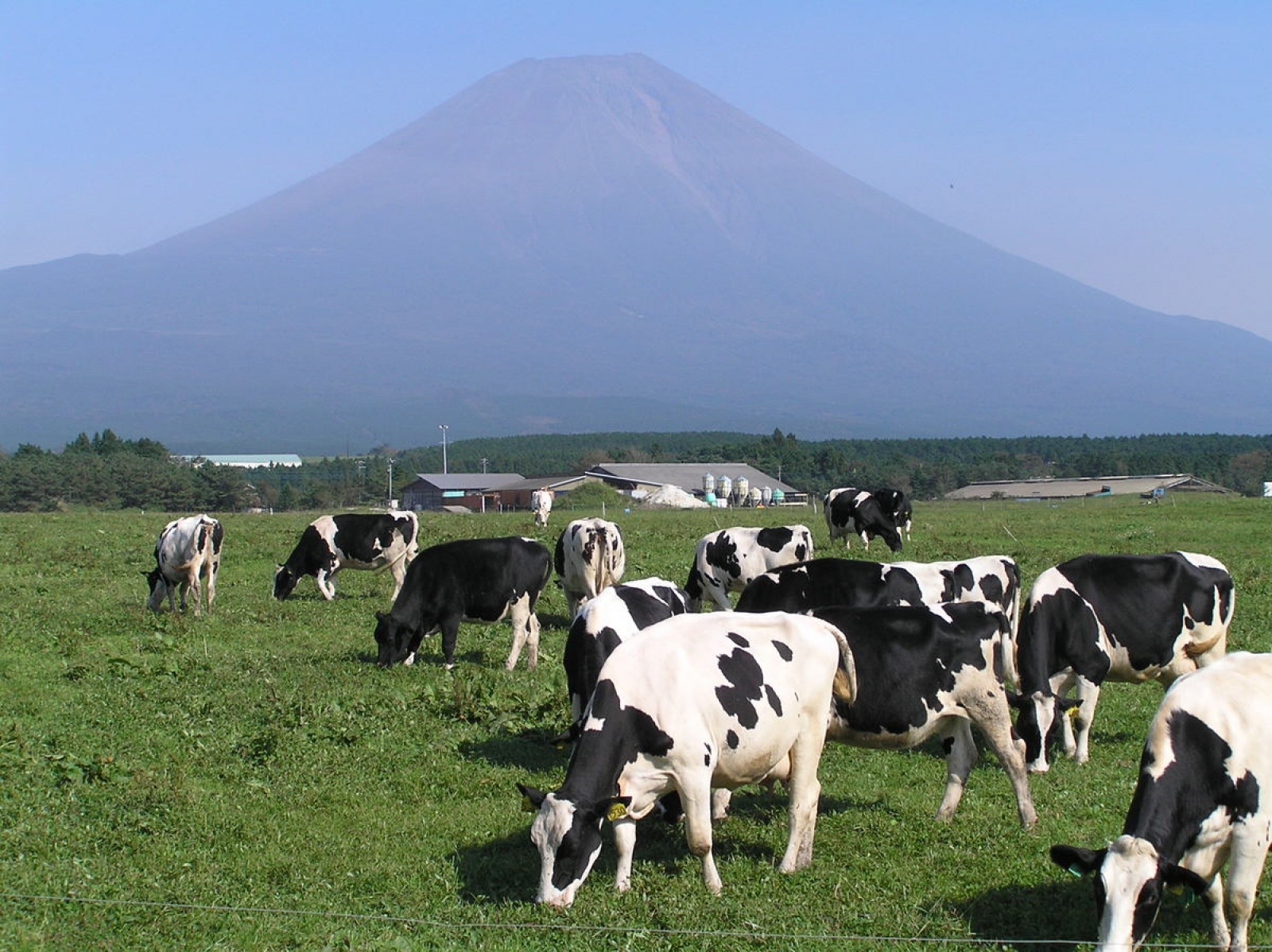 朝霧高原サイクリングコース ハローナビしずおか 静岡県観光情報