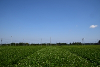 photo?id=2977&suffix=t