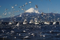 photo?id=4774&suffix=t