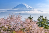 photo?id=4975&suffix=t