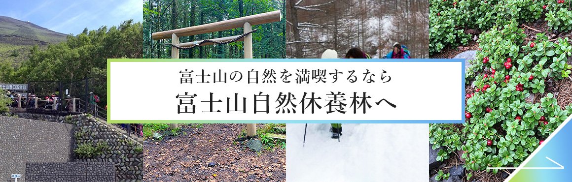 富士山の自然を満喫するなら富士山自然休養林へ