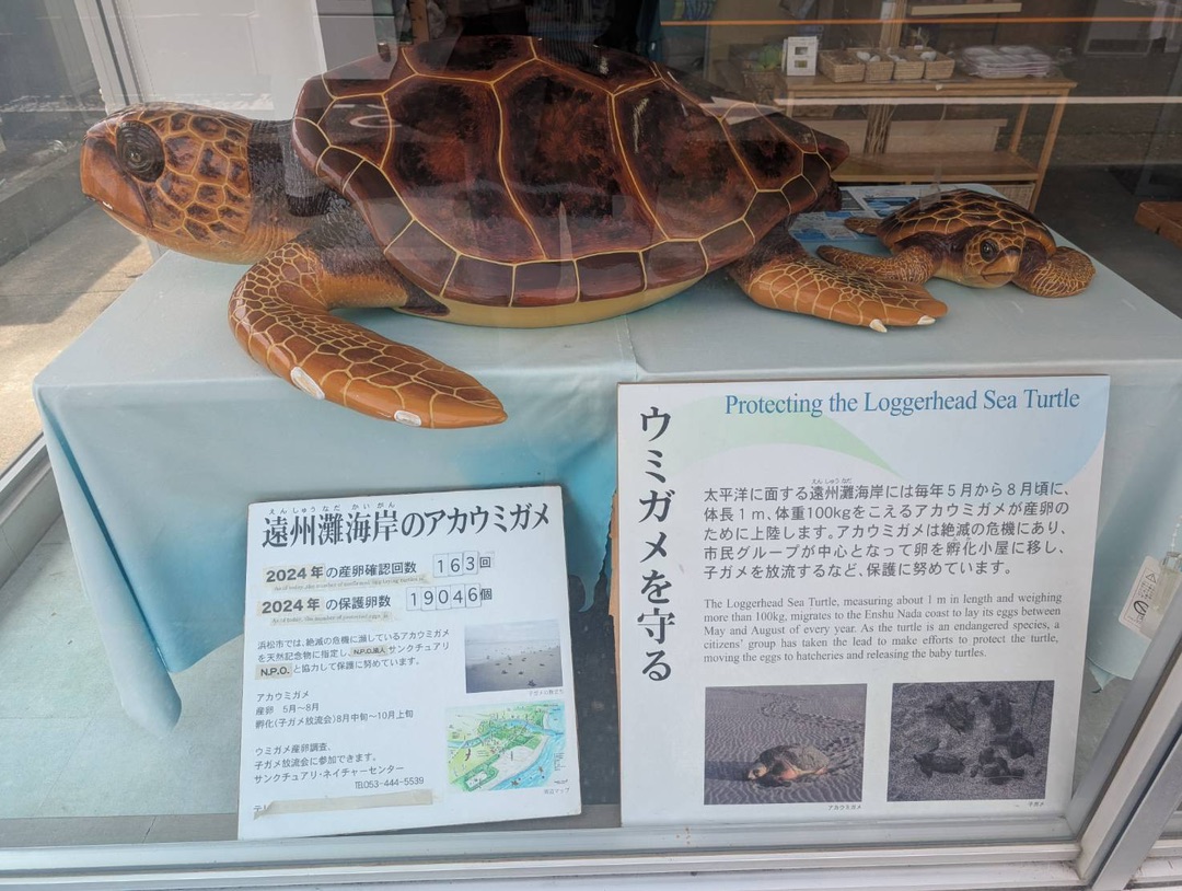 2024年度ウミガメ産卵数