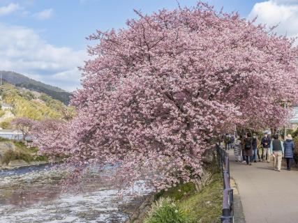 河津桜-6