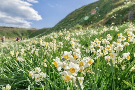下田水仙まつり１