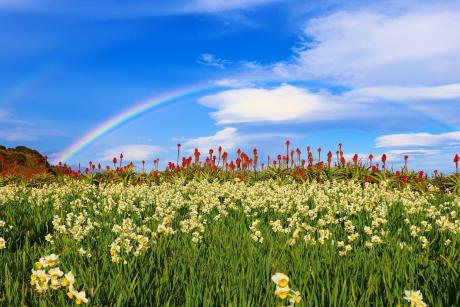 下田水仙まつり２