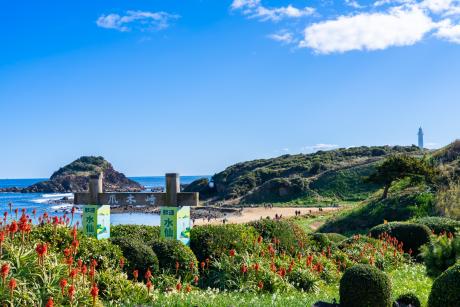 下田水仙まつり３