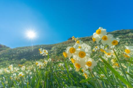 下田水仙まつり４