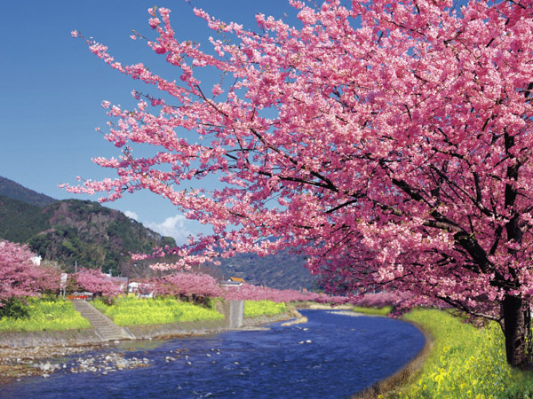 河津桜並木／ハローナビしずおか 静岡県観光情報