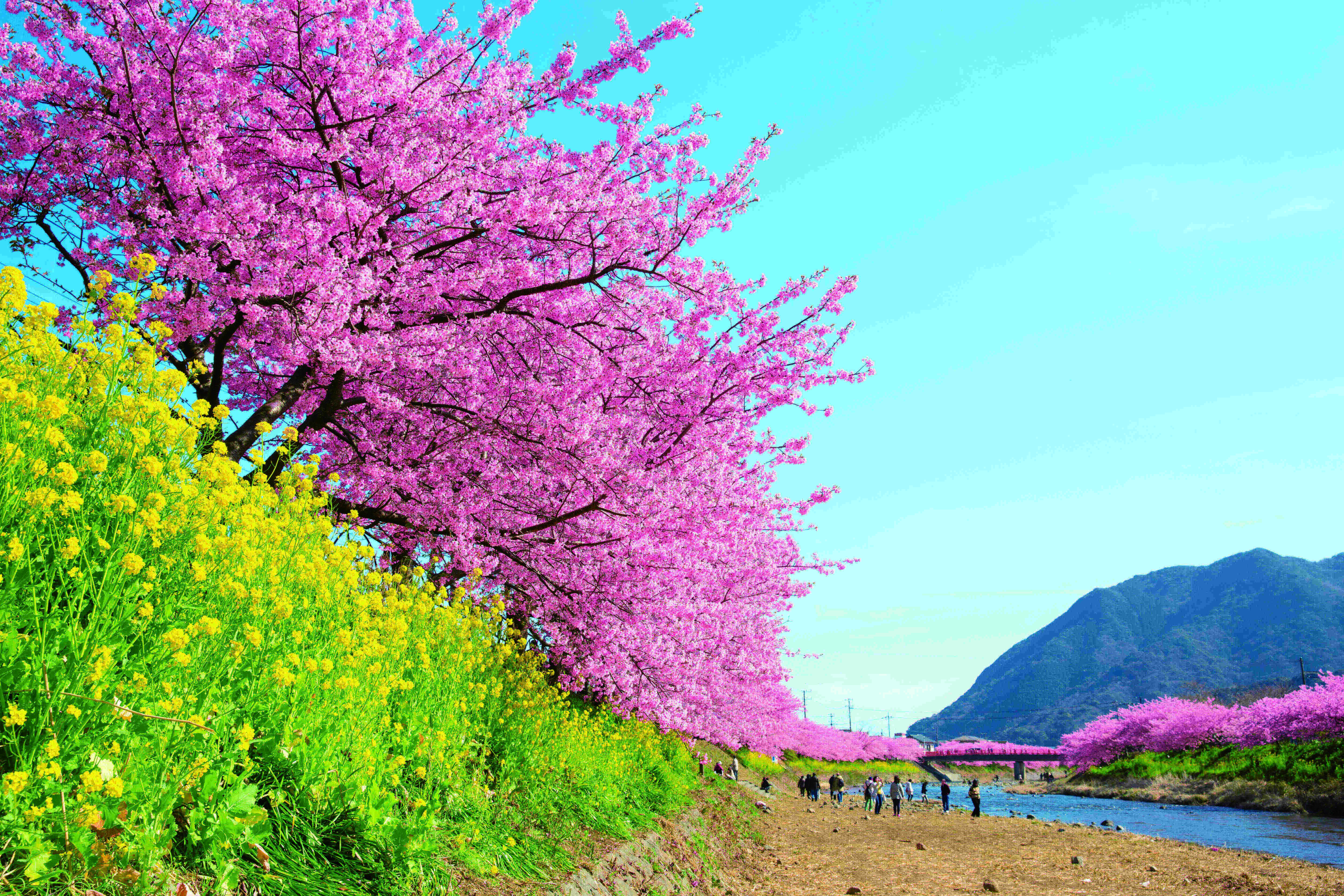 河津桜と菜の花