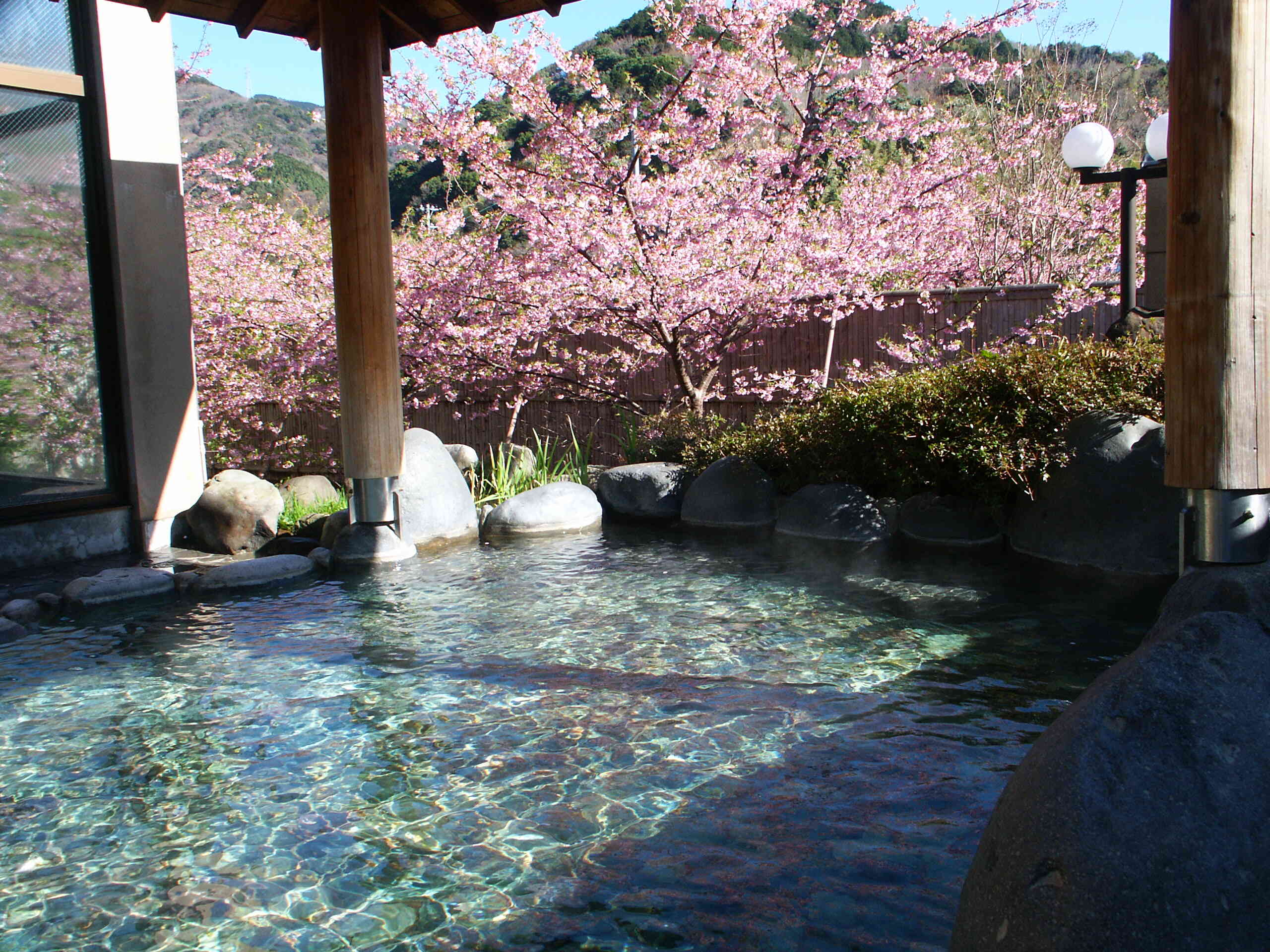 河津桜と女露天風呂