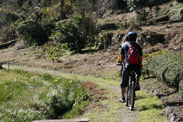 里山ＭＴＢ体験コース。茶園を横目に進むシングルトラックは昔、地区の小学生が学校へ通う路として活躍し、現在も農林業の路として利用されている。