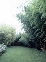 富士竹類植物園（竹の資料館）
