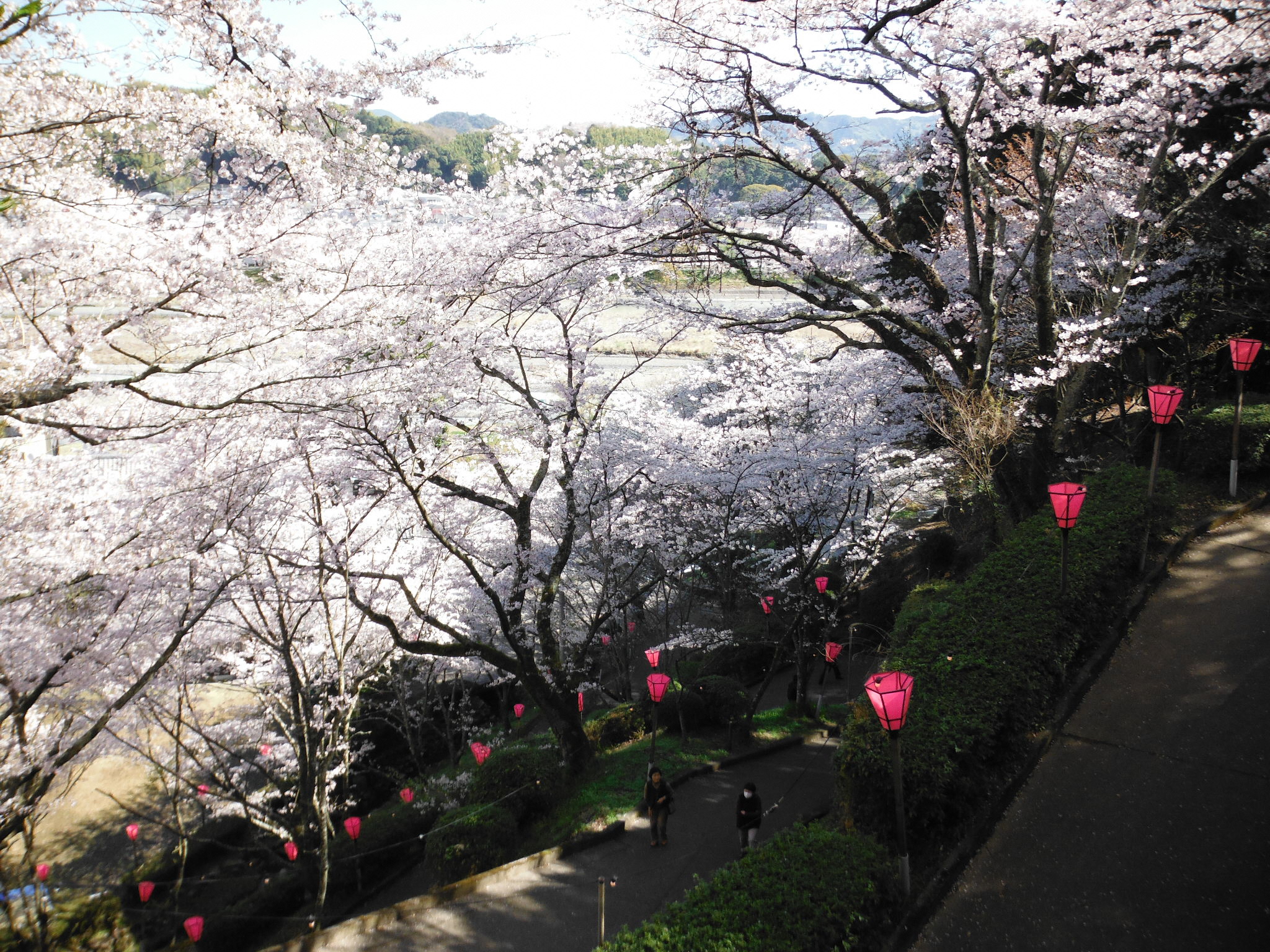 金比羅山さくら