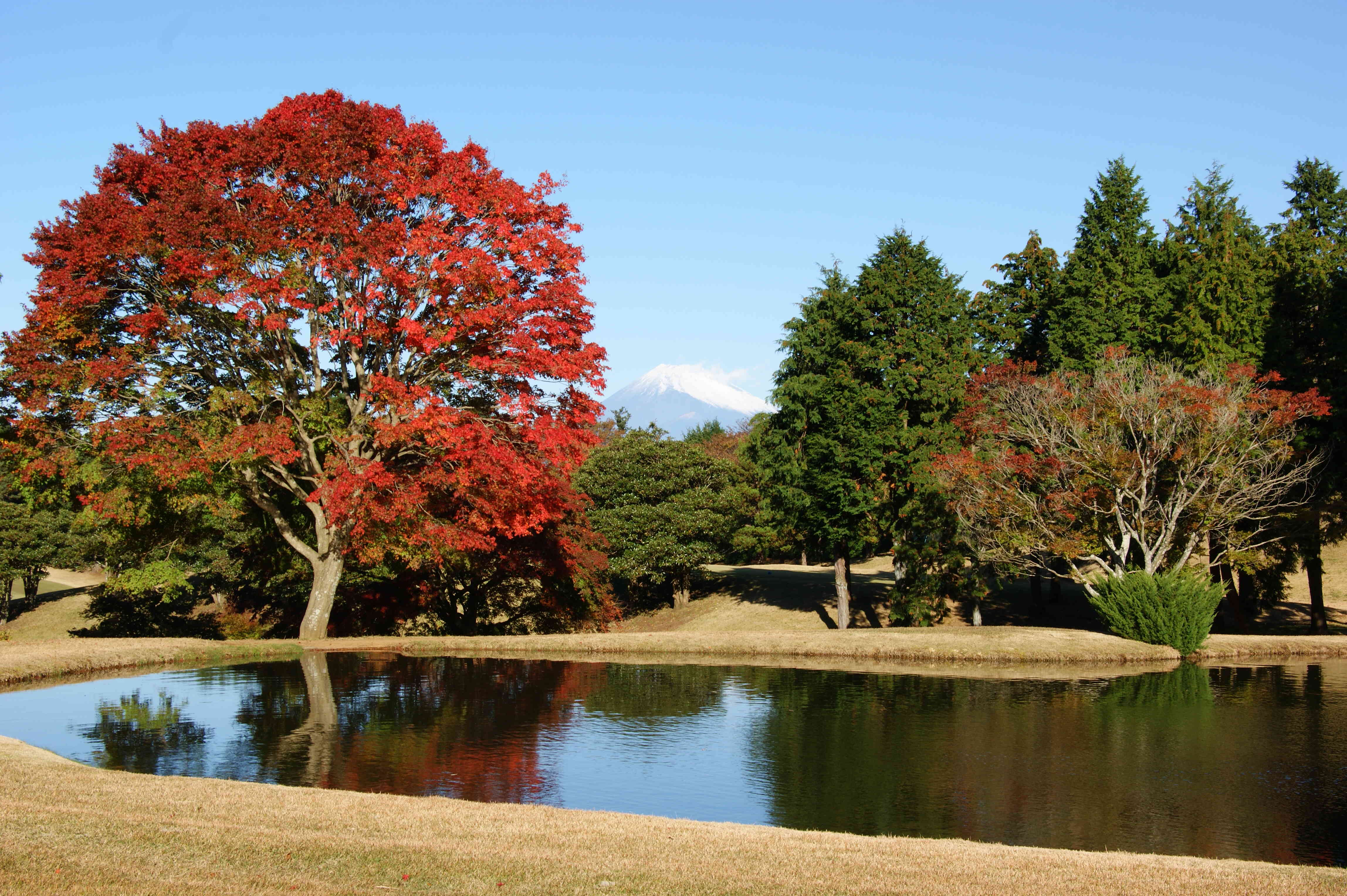 池越しに見える雪化粧の富士山と紅葉のコントラストが素敵です。