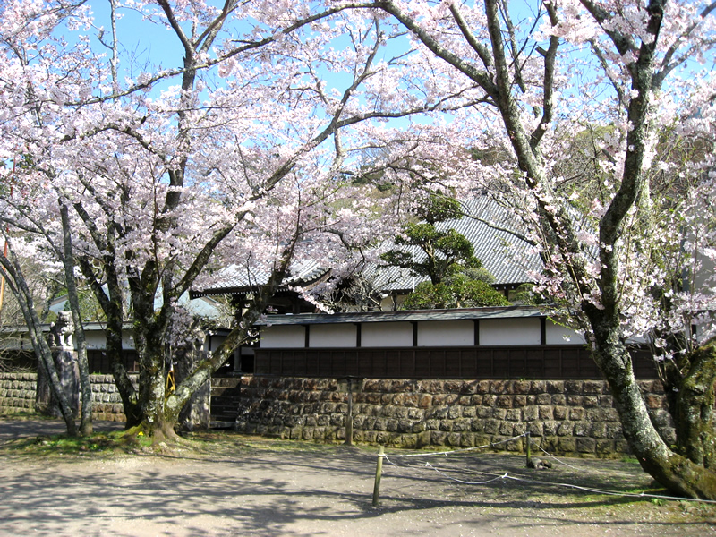 妙法華寺　春の寺観