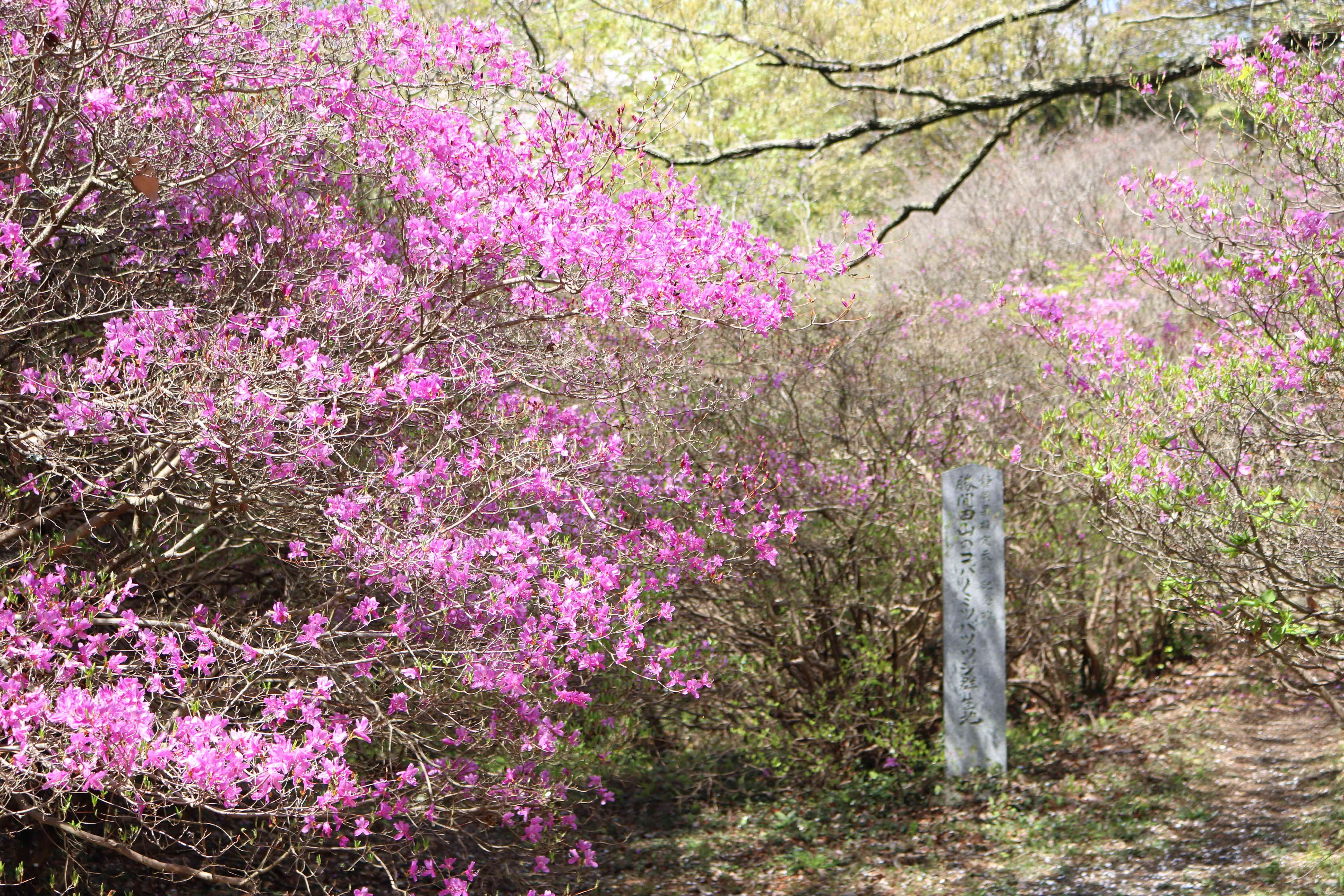 勝間田公園のミヤマツツジ