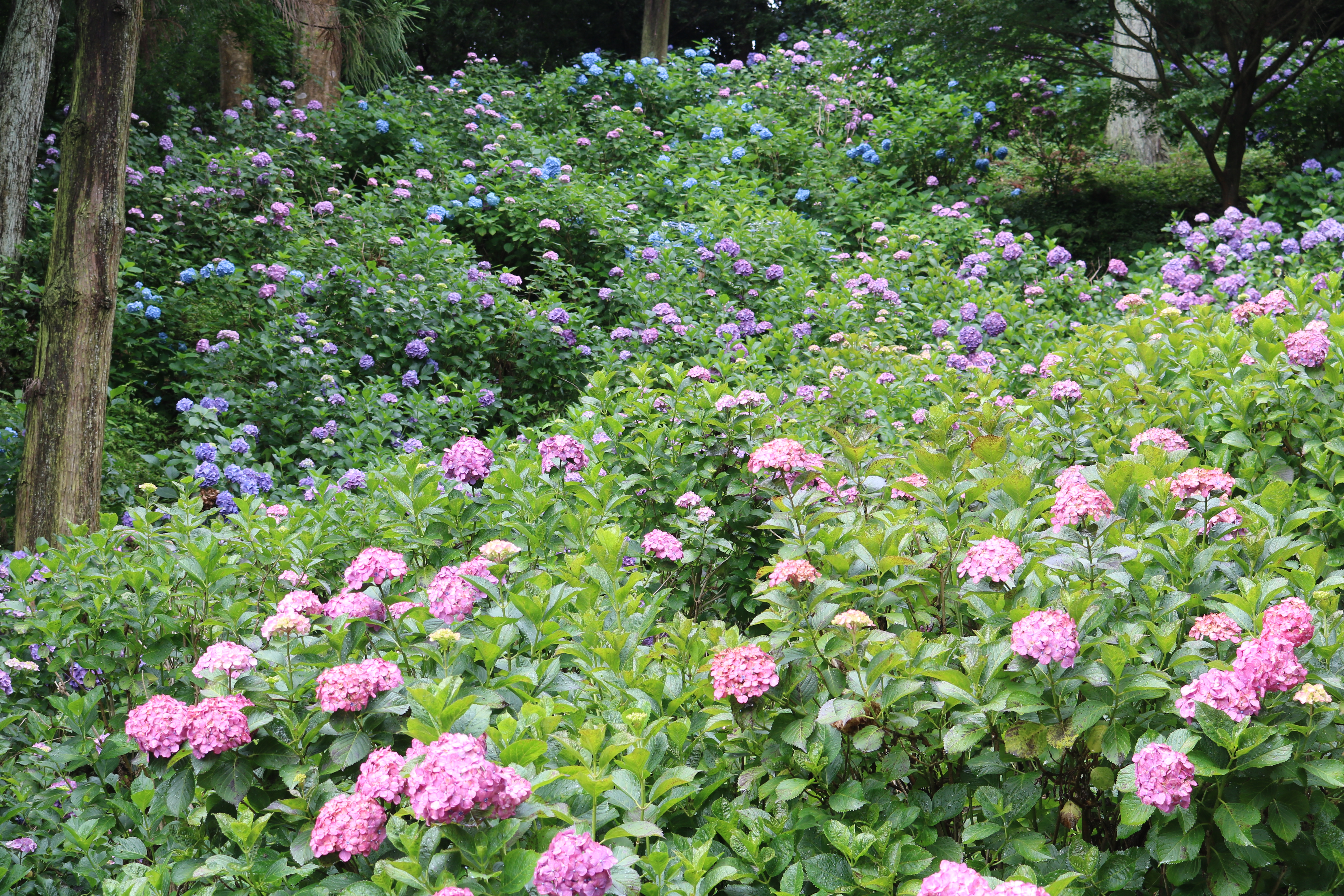 秋葉公園のあじさい