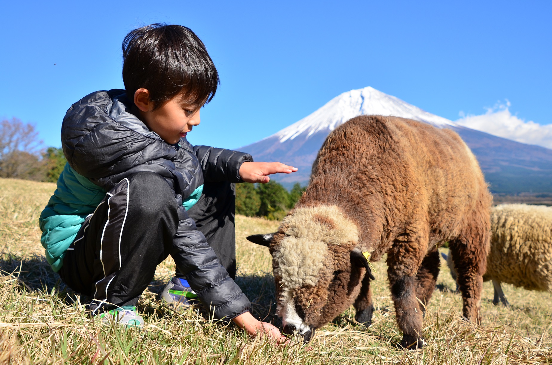 動物とのふれあい