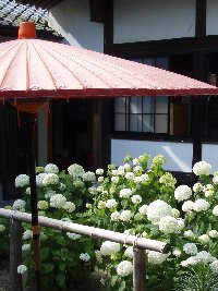 あじさい園の開園中は週末限定でアジサイの天ぷら付き茶蕎麦などもお楽しみいただけます。