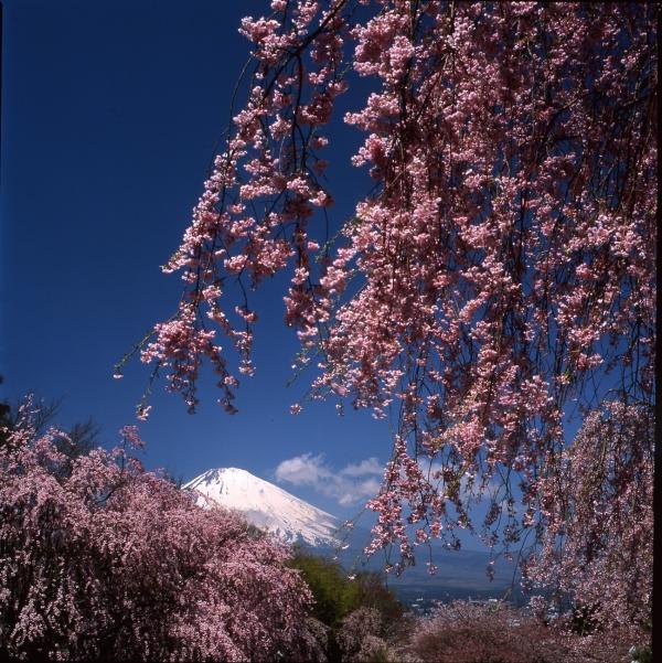 桜花爛漫（御殿場の富士山写真コンテスト入賞作品）