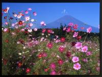 コスモス咲く（御殿場の富士山写真コンテスト入賞作品）