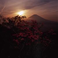 落陽に咲く（御殿場の富士山写真コンテスト入賞作品）