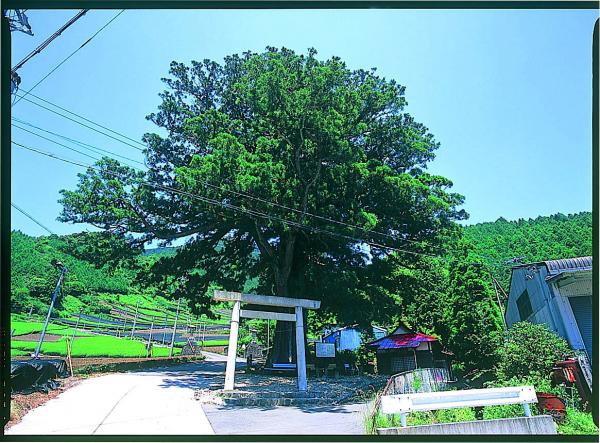 鼻崎の大スギ（県指定天然記念物）高根白山神社参道入り口にあります。