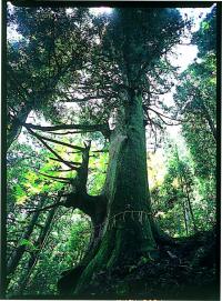 高根神社のスギ（県指定天然記念物）白山神社の本殿裏山の斜面にあります。