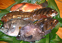 熱川の海で採れた魚