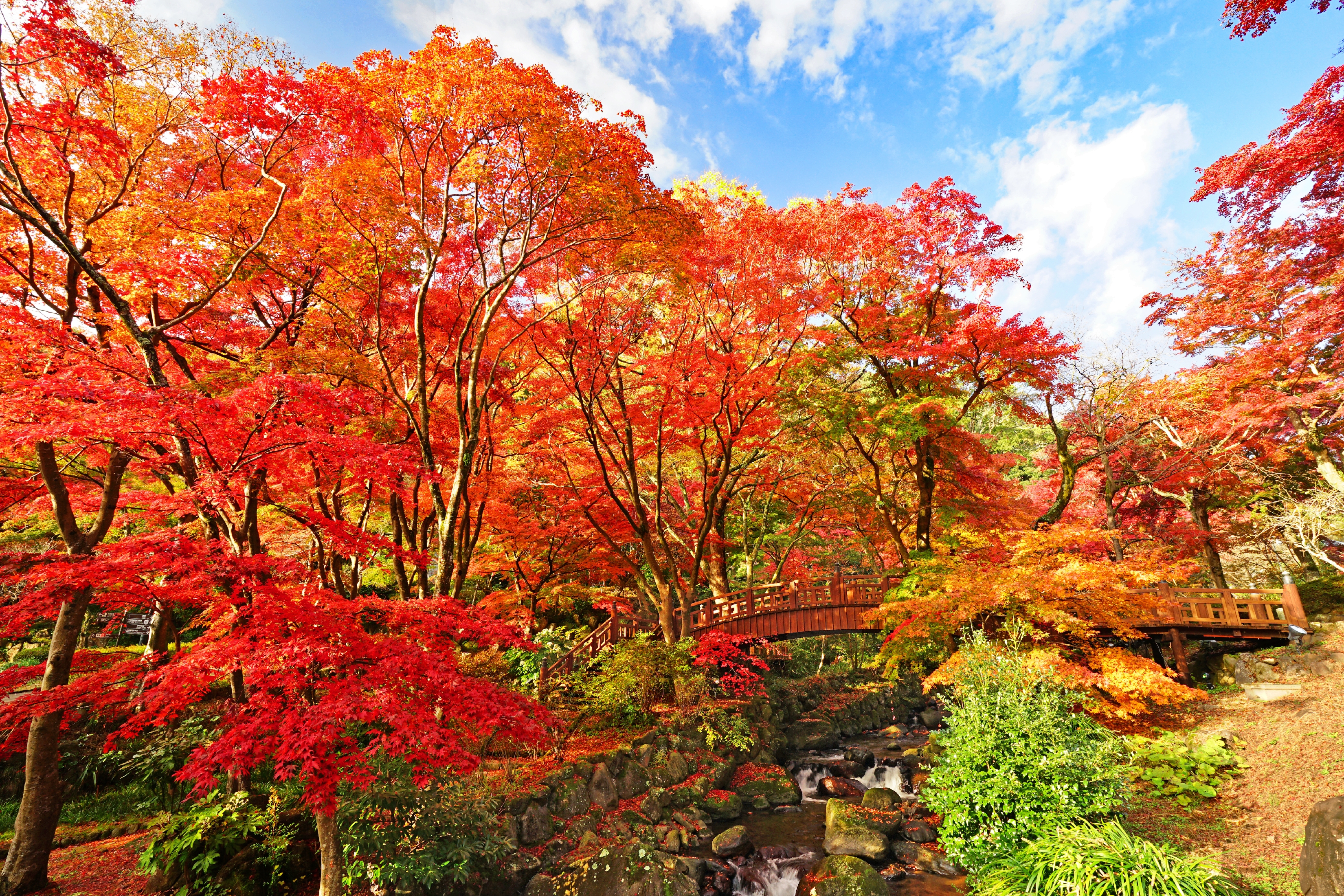 熱海梅園の紅葉