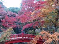 熱海梅園の紅葉