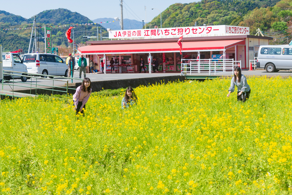 春の江間いちご狩りセンター