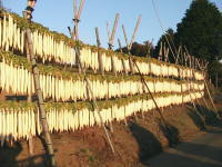 11月下旬から12月にかけて行われる、七尾たくあん用の大根干しの風景。