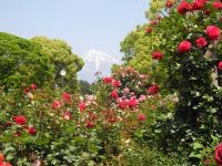 バラ園からの望む富士山