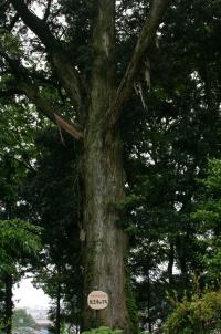 市指定天然記念物のマキの大木