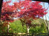 露天風岩風呂の窓から天城山麓を眺めながら、温泉でリラックス