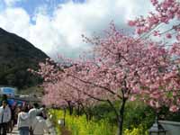 2月中旬から3月中旬の河津桜祭りでひと足早い春をお楽しみください。
