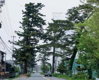 旧東海道松並木。袋井の名栗・上貫名から久津部・新屋の間に残っています。