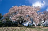 凱旋山の桜