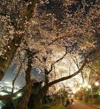 毎年3月20日から4月1日まで「菊川桜まつり」が開催