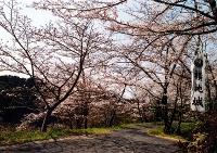 　横地城跡は桜の名所。千畳敷や散策道に多くの桜が植えられています。春には多くの人が花見とウォーキングを楽しんでいます。