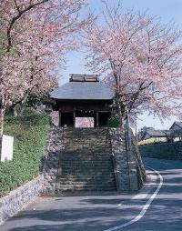 春には仁王門に桜が咲き誇ります。